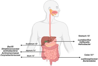 Nanoparticles and Gut Microbiota in Colorectal Cancer